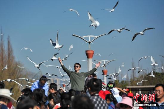 2月4日，春節(jié)長假剛剛結(jié)束，仍然有大批游客聚集到昆明滇池邊，觀鷗喂鷗，與紅嘴鷗一起共享昆明暖陽和藍天。<a target='_blank' href='http://www.chinanews.com/'>中新社</a>記者 任東 攝