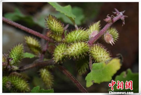 蒼耳。(資料圖) 鐘欣 攝