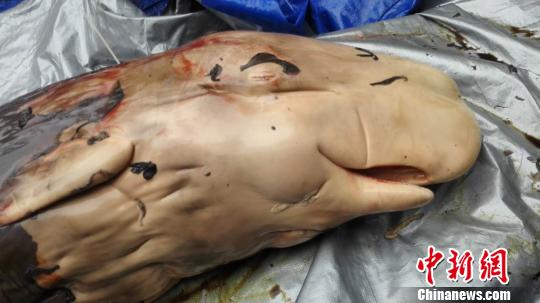 擱淺大亞灣死亡抹香鯨體內發(fā)現(xiàn)胎盤專家稱屬世界首例