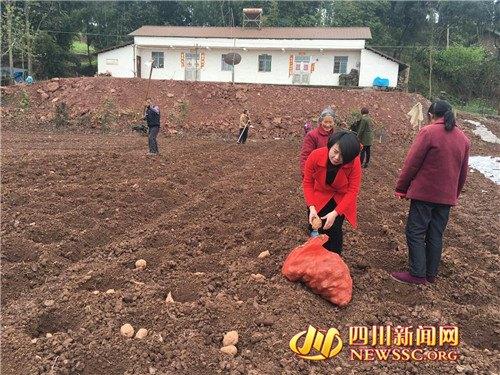 經商女成“紅薯妹”當職業農民年產值超600萬