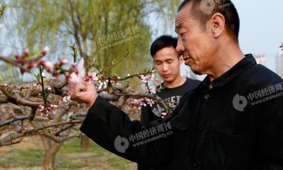 p30-1-胡偉和父親在自家地里，他們近年來專門種植桃子。他們身后是一處商業樓盤。