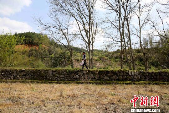 客家人在遷徙至范塅后在當(dāng)?shù)亟Y(jié)草為廬，開荒種地，繁衍生息。在狹長的河谷地帶墾荒種地，沿山腳造田。　黃一魏 攝