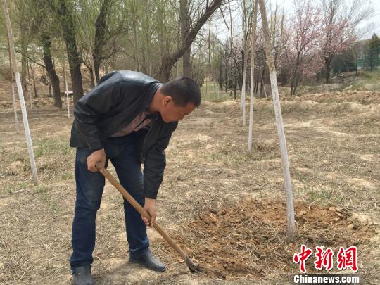 護林員彭正林手握鐵鍬修樹窩。　劉薛梅 攝