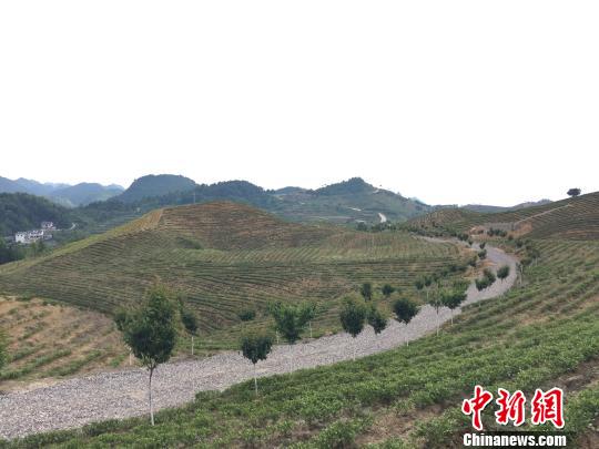 隨著四通八達且快捷的公路網的搭建，茶產業的興起，長巖村打造國際度假中心的信心滿滿。　劉鵬 攝