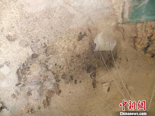 萬噸小麥“被忘”7年變質(zhì)中儲糧河南三級糧官噤聲