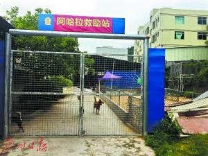 夫妻賣深圳2套房養百余流浪狗 每年花二三十萬