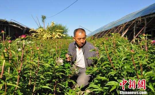 旋耕機把芍藥的枝條碰倒了，任建德正在扶枝?！∩蝾Ｑ?攝