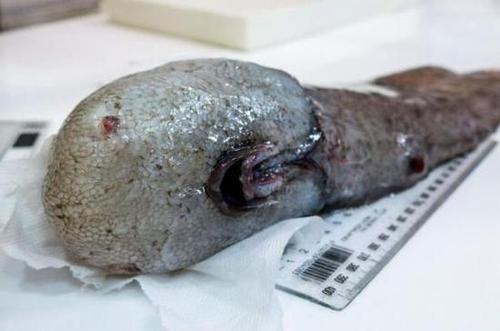 澳深海發現奇特生物“無臉”魚:無眼無鼻或為新物種(圖)_《參考消息》官方網站