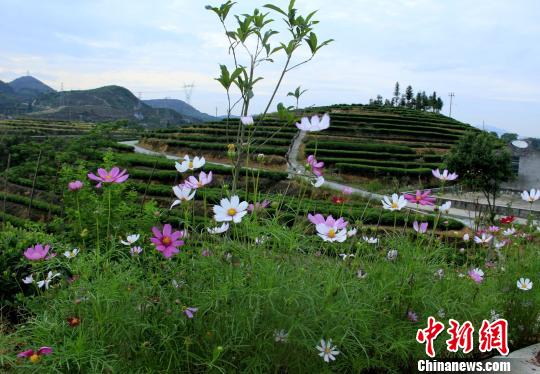 圖為茶園旁格?；ㄊ⒎琶啦粍偈?。　吳蘇梅 攝