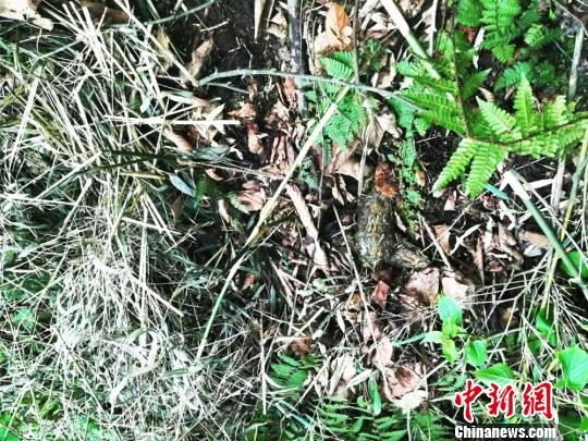 發現的大熊貓糞便。　鐘欣 攝