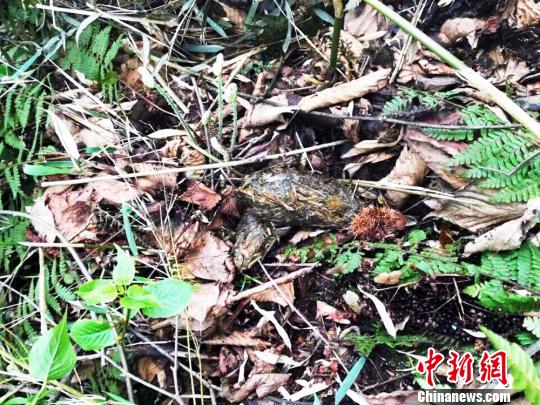 發現的大熊貓糞便。　鐘欣 攝