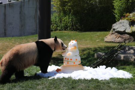 6月4日，在日本和歌山縣白浜野生動物園，大熊貓“優(yōu)浜”享用動物園準備的禮物——一個由竹子、胡蘿卜、蘋果、蜂蜜制成的冰塊蛋糕。(新華社記者方藝曉攝)