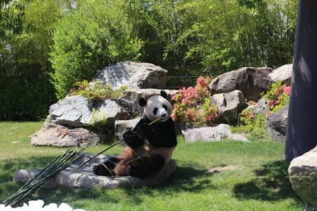 6月4日，在日本和歌山縣白浜野生動物園，大熊貓“優(yōu)浜”在送別儀式上啃竹子。(新華社記者方藝曉攝)