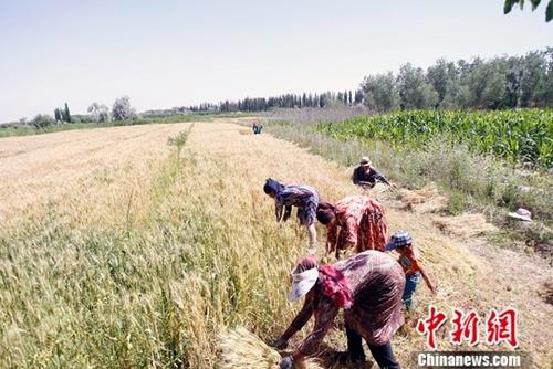 6月9日，在新疆喀什地區(qū)巴楚縣，當(dāng)?shù)剞r(nóng)民正在搶收夏糧。進(jìn)入6月，新疆1760萬(wàn)畝小麥陸續(xù)開鐮收割。據(jù)悉，今年新疆糧食種植面積3406萬(wàn)畝，其中小麥種植面積1760萬(wàn)畝，預(yù)計(jì)小麥產(chǎn)量可達(dá)到660萬(wàn)噸。<a target='_blank' href='http://www.chinanews.com/'>中新社</a>記者 王小軍 攝