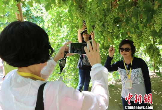 圖為華教代表在葡萄架下留影?！」⒌さ?攝