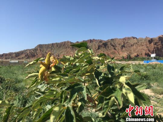 戈壁灘地上植綠，首先得改善土壤，一畝地至少需用700方新土，先把石頭挖出來，再填進新土。圖為李生學在戈壁灘上挖石換土后種植的牡丹?！∫蟠河?攝