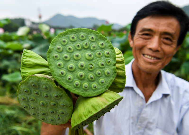 河南郝堂村：民居如畫(huà) 荷花飄香