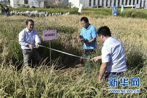 　　9月28日，在青島海水稻研發中心，測產專家組專家在對取樣海水稻進行面積測量。金秋九月，黃海之濱，一片生長在咸水中的特殊水稻已稻穗累累、壓彎枝頭。這是中國工程院院士、“雜交水稻之父”袁隆平領銜的技術團隊培育出的最新一批“海水稻”。新華社記者 郭緒雷 攝 