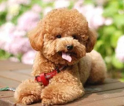 女子泰迪犬被準(zhǔn)公婆弄丟：找不回來堅(jiān)決不結(jié)婚