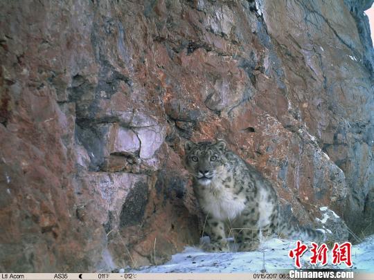 雪豹素有“高海拔生態系統健康與否的氣壓計”之稱，1996年《中國瀕危動物紅皮書》已將其列為瀕危物種，目前中國是全球雪豹最大分布國，涵蓋其60%的棲息地。山水自然保護中心提供