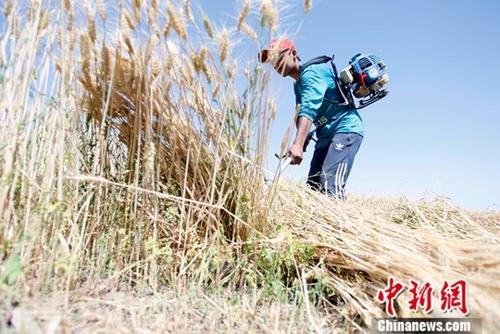 6月9日，在新疆喀什地區巴楚縣，當地農民正在搶收夏糧。進入6月，新疆1760萬畝小麥陸續開鐮收割。據悉，今年新疆糧食種植面積3406萬畝，其中小麥種植面積1760萬畝，預計小麥產量可達到660萬噸。<a target='_blank' href='http://www.chinanews.com/'>中新社</a>記者 王小軍 攝
