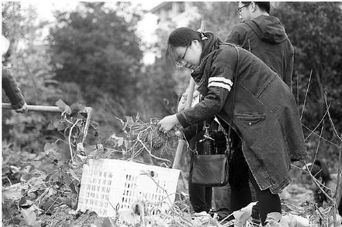 高校農學院種菜成必修課:種不出蘿卜番薯畢不了業