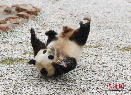 11月2日，長春市迎來深秋首場降雪，吉林省東北虎園內的大熊貓夢夢興奮地在雪中撒歡。<a target='_blank' href='http://www.chinanews.com/'>中新社</a>記者 張瑤 攝
