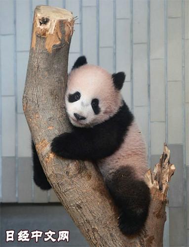日本上野動(dòng)物園熊貓寶寶將亮相：抽簽觀看 限5分鐘