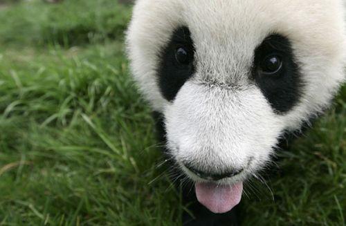 日本上野動(dòng)物園熊貓寶寶將亮相：抽簽觀看 限5分鐘