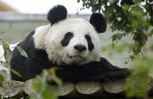 日本上野動(dòng)物園熊貓寶寶將亮相：抽簽觀看 限5分鐘