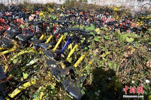 資料圖：12月6日，數(shù)百輛各品牌的共享單車堆放在昆明市區(qū)內(nèi)一空地上，被荒草和藤條植物“掩埋”，大部分單車還可以正常使用。據(jù)了解，這些單車是近5個月來因亂停亂放堵塞擠占人行道和公交車站后，被城管統(tǒng)一清理堆放于此處，目前城管正聯(lián)系相關(guān)車企，等待進一步處理。
<a target='_blank' href='http://www.chinanews.com/'>中新社</a>記者 任東 攝
