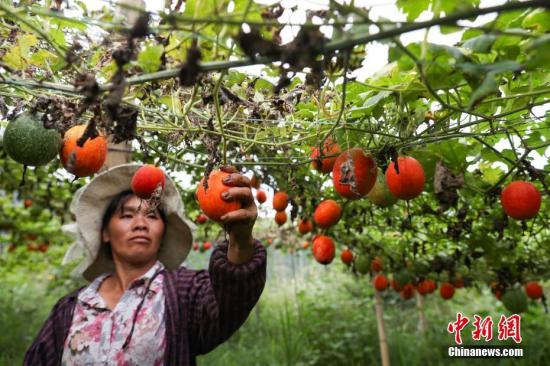 10月10日，丹寨縣排調(diào)鎮(zhèn)明超產(chǎn)業(yè)扶貧專業(yè)合作社民眾在采摘吊瓜。近日，貴州省丹寨縣排調(diào)鎮(zhèn)吊瓜進(jìn)入采摘時節(jié)，瓜農(nóng)在田間采摘，喜迎豐收。丹寨縣排調(diào)鎮(zhèn)吊瓜種植項目，總投資238.5萬元，其中申請財政扶貧資金166.5萬元，自籌72萬元，采取“村社聯(lián)建”運營模式，在該鄉(xiāng)鎮(zhèn)9個村實施吊瓜種植600畝，2017年產(chǎn)值約120萬元，項目產(chǎn)生效益后利潤部分采取4411分紅模式，即40%貧困戶、40%合作社經(jīng)營管理人員、10%村集體、10%合作社作為下一步壯大發(fā)展資金，種植項目帶動84戶貧困戶脫貧增收。賀俊怡 攝