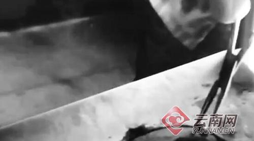 名字叫做“鋼筆狗” 不能寫字會“咬”人