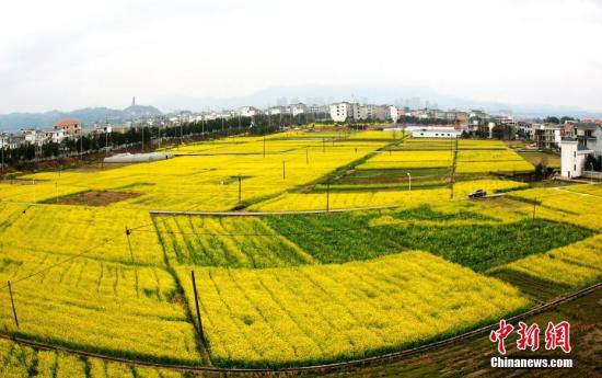 資料圖：江西省遂川縣枚江鎮(zhèn)盛開的油菜花撒滿大地。 李建平 攝