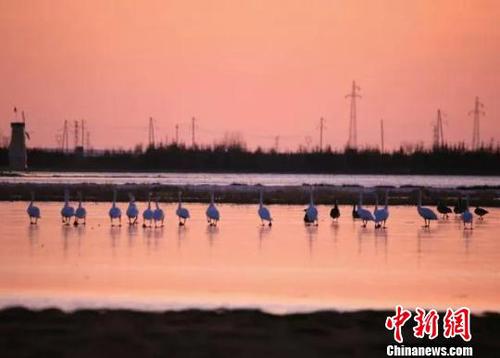 天鵝北歸呼倫貝爾游客驚呼“雪未消融天鵝已歸”奇景
