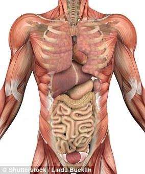 科學家發現人體新器官：遍布全身，充當內置減震器