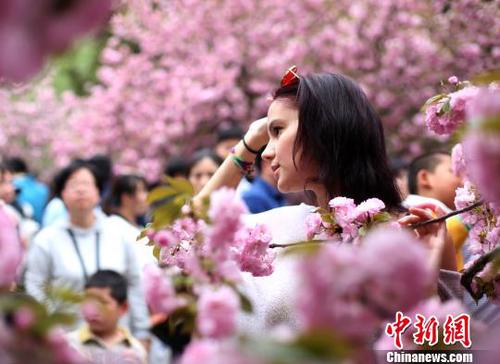 4月1日，中國科學技術大學校園內的櫻花全面盛開，吸引外籍友人在櫻花樹下留影?！№n蘇原 攝