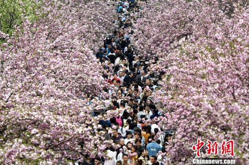 4月1日，中國科學技術大學校園內的櫻花全面盛開，萬人涌入“櫻花大道”?！№n蘇原 攝