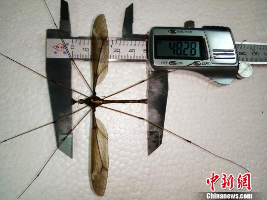 蚊子標本?！≮w力 攝