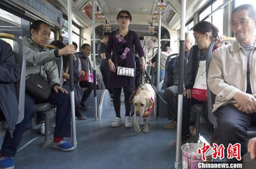 山西盲人攜導盲犬鬧市行走呼吁關注視障者出行