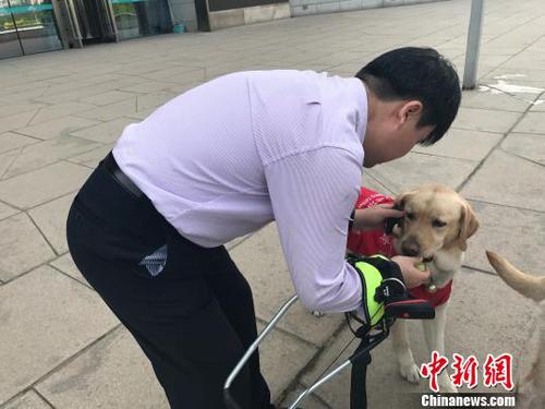 導盲犬的主人給其喂食物?！铎o 攝