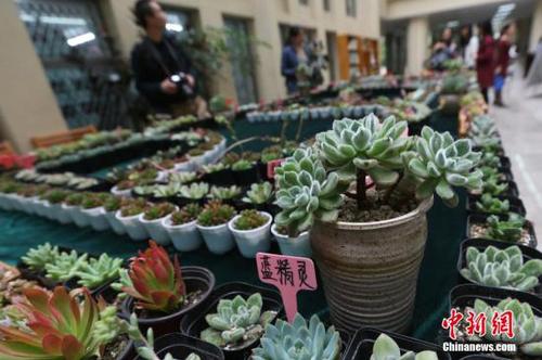 資料圖：多肉植物。<a target='_blank' href='http://www.chinanews.com/'>中新社</a>記者 泱波 攝