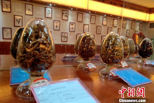 圖為國(guó)家中醫(yī)(藏醫(yī))臨床研究基地中展示的藏藥藥材。　江飛波 攝
