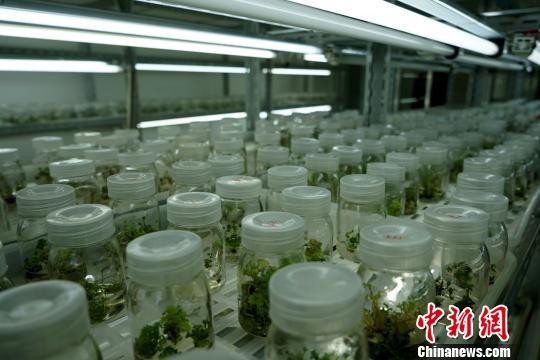 圖為西藏自治區(qū)農(nóng)牧科學(xué)院對(duì)藏藥植物紅景天進(jìn)行培植實(shí)驗(yàn)。　江飛波 攝