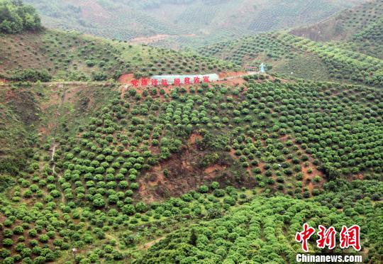 圖為百色市右江區永樂鎮芒果種植示范區一角。　楊志雄 攝