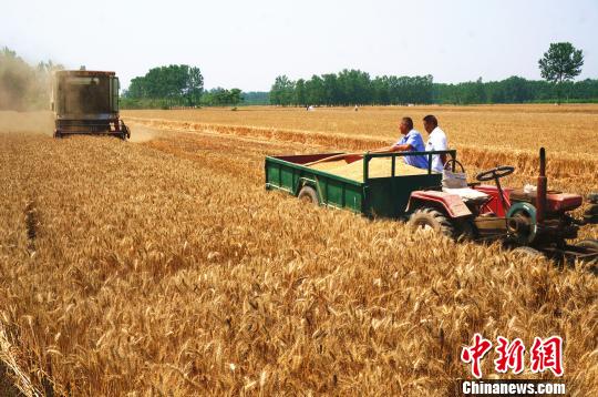 盡管機(jī)械讓麥?zhǔn)兆兊煤?jiǎn)單，但是在外務(wù)工的人還是愿意回到故鄉(xiāng)親力親為?！№n章云 攝