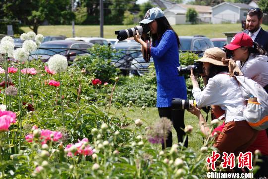 當地時間6月8日，加拿大安大略省奧沙瓦市(Oshwa)一年一度的知名活動牡丹節再次來臨之際，當地華人攝影愛好者“組團”拍攝鮮花?！∮嗳鸲?攝