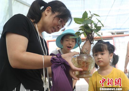 一游客母親捧著無土栽培地瓜盆景向孩子進(jìn)行農(nóng)業(yè)科普教育。　黃水林 攝