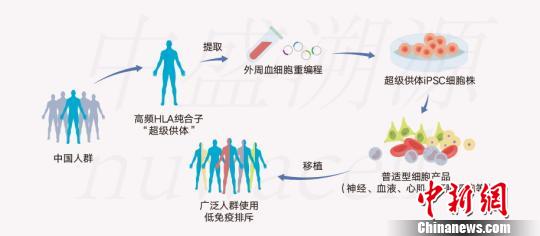 俞君英團隊通過技術攻關配型iPSC細胞系原理圖。　中盛溯源供圖 攝