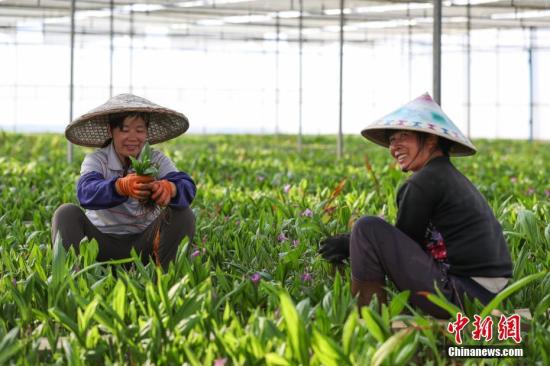 現代中藥材種植成為貴州丹寨農村增收“新路子”。圖為3月14日，苗族婦女在白芨種植大棚內勞作。賀俊怡 攝